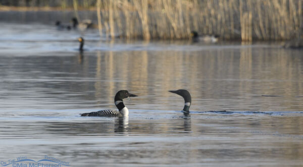 Two Common Loons on spring migration – On The Wing Photography