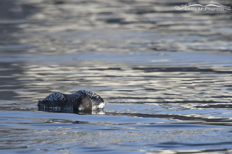 Common Loon in alert mode – Mia McPherson's On The Wing Photography