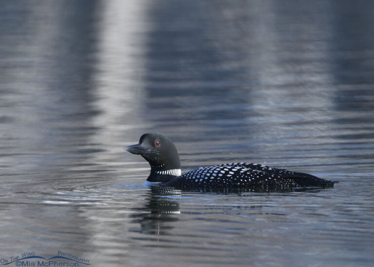 World Migratory Bird Day 2023 – Focus On Water - Mia McPherson's On The ...