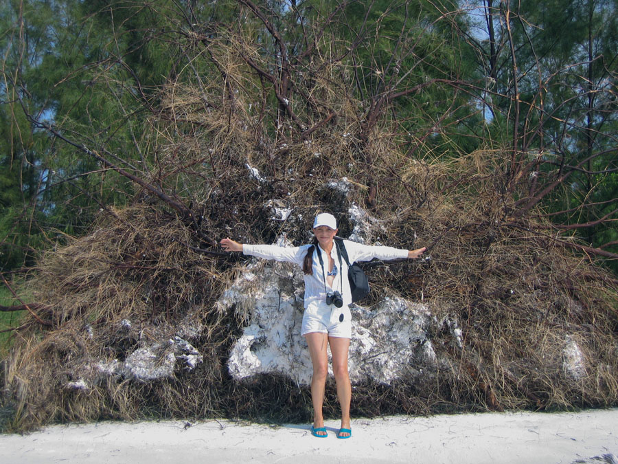 Mia McPherson and a tipped over Australian Pine, Anclote Key, Florida