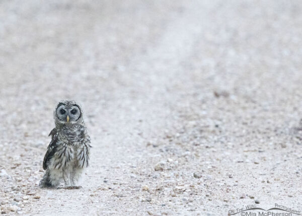 Young Barred Owl At Sequoyah National Wildlife Refuge Mia Mcphersons On The Wing Photography 2840