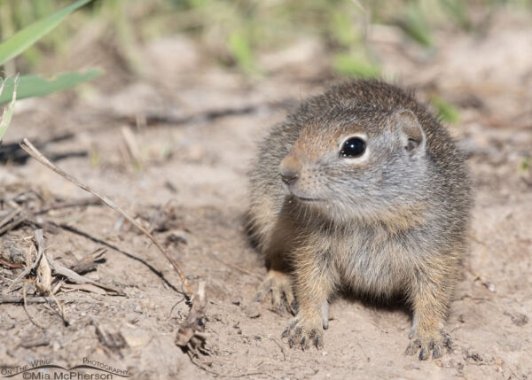 Roadside Baby Uinta Ground Squirrel - Mia McPherson's On The Wing ...