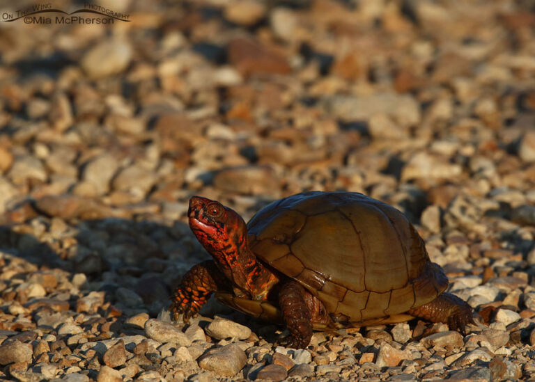 Threetoed Box Turtle Photos From Sequoyah NWR Mia McPherson's On The