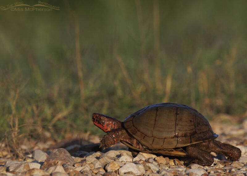 Three-toed Box Turtle Photos From Sequoyah NWR - Mia McPherson's On The ...