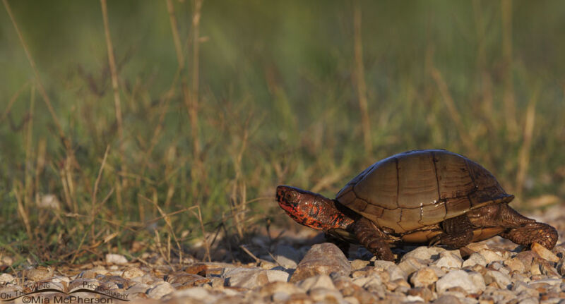 Three-toed Box Turtle Photos From Sequoyah NWR - Mia McPherson's On The ...