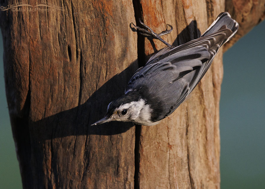 Adult White-breasted Nuthatch in bright morning light, Sebastian County, Arkansas