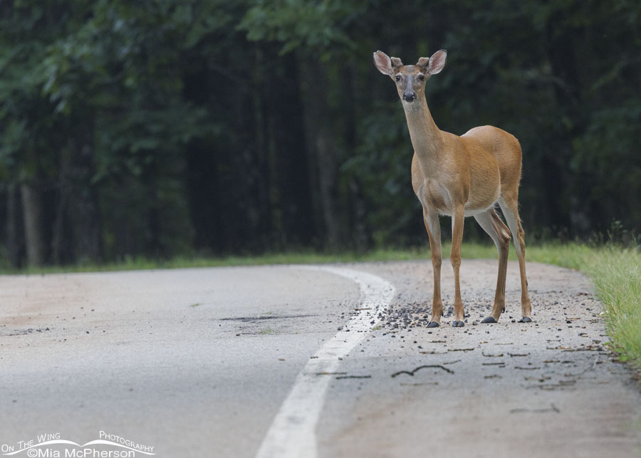 Roadside White-tailed Deer buck at Mount Magazine SP, Mount Magazine State Park, Logan County, Arkansas