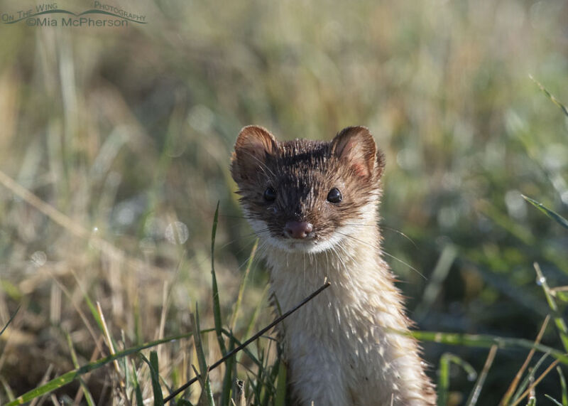 Curious Long Tailed Weasel Close Up In Poor Light Mia Mcphersons On