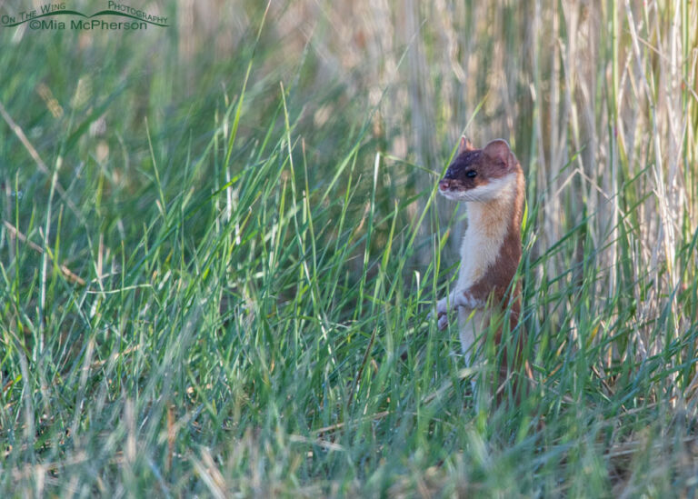 Long Tailed Weasel In Tall Grasses At Farmington Bay Wma Mia