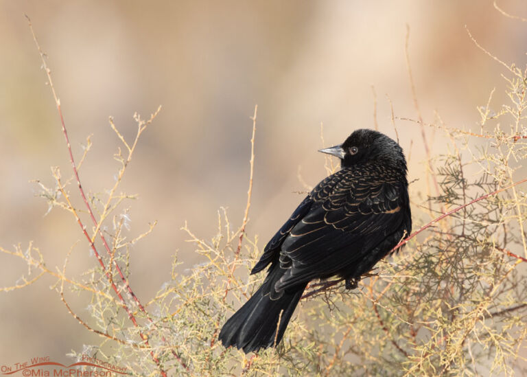 Male Red Winged Blackbird And A Saltcedar Mia Mcpherson S On The Wing Photography