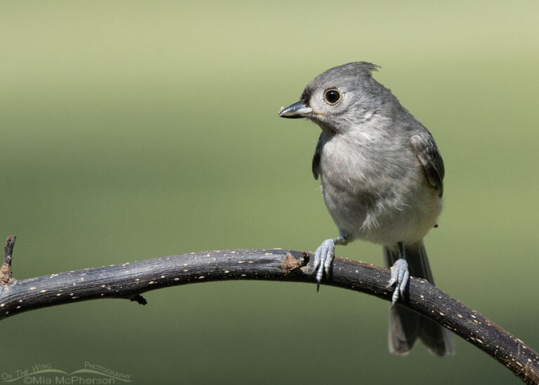 Adult and Immature Tufted Titmouse Photos - Mia McPherson's On The Wing ...