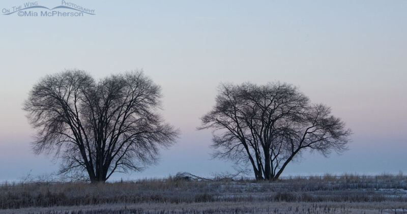 Trees with the Earth Shadow and Belt of Venus at Bear River MBR – Mia ...