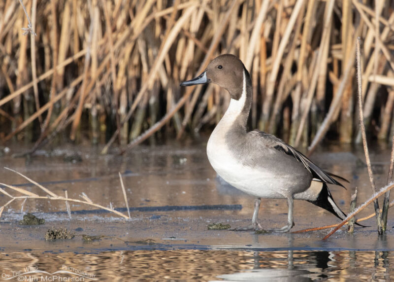 Drake Northern Pintail At Bear River MBR On New Year’s Day - Mia ...