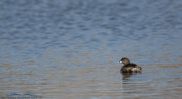 Pied-billed Grebe – From A Distance And Up Close – Mia McPherson's On ...