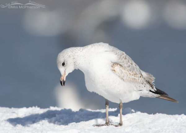 Fun With A Goofy Immature Ring Billed Gull Mia Mcpherson S On The