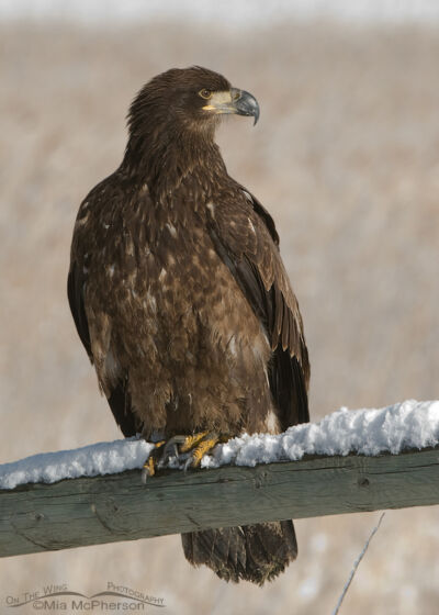 An amazing encounter...or two with a young Bald Eagle - Mia McPherson's ...