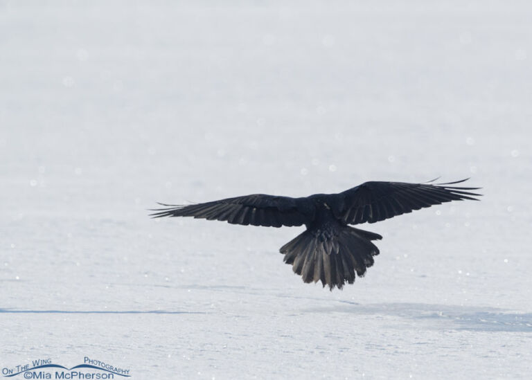 Common Raven Back View - Mia McPherson's On The Wing Photography