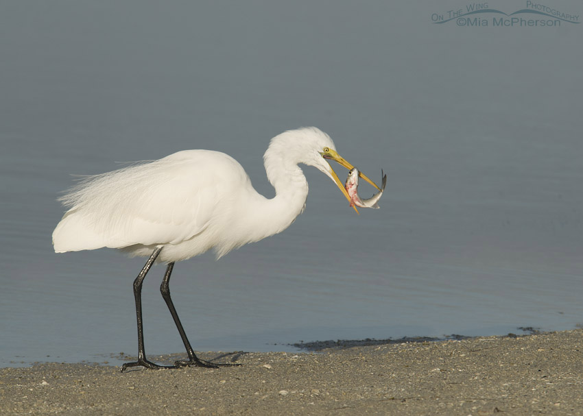 Great Egret - Snowy Egret Size and Appearance Comparison - Mia