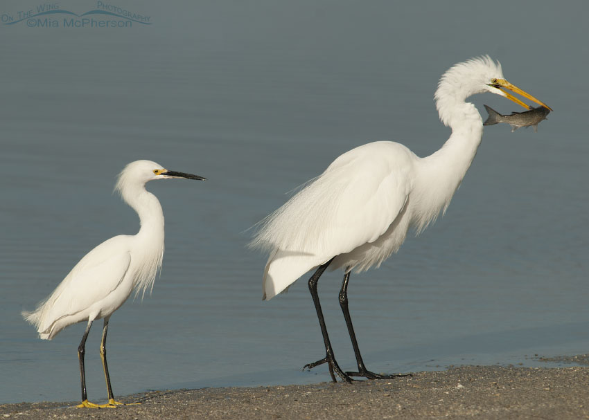 Great Egret - Snowy Egret Size and Appearance Comparison - Mia McPherson's  On The Wing Photography