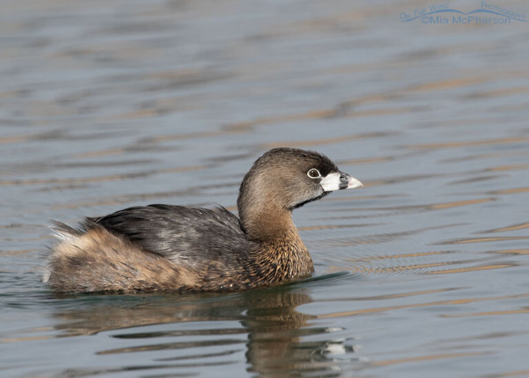 Pied-billed Grebe – Breeding And Nonbreeding Plumage Comparison - Mia ...