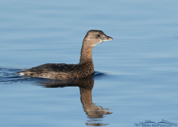 Pied-billed Grebe – Breeding And Nonbreeding Plumage Comparison - Mia ...