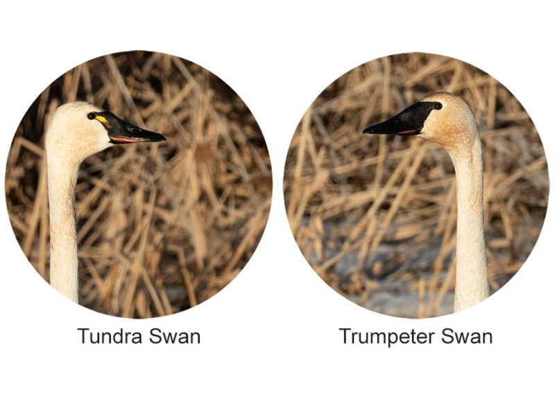 Tundra Swan – Trumpeter Swan Comparison - Mia McPherson's On The Wing ...