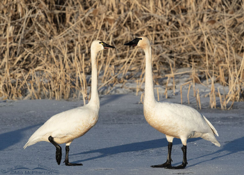 Tundra Swan – Trumpeter Swan Comparison - Mia McPherson's On The Wing ...