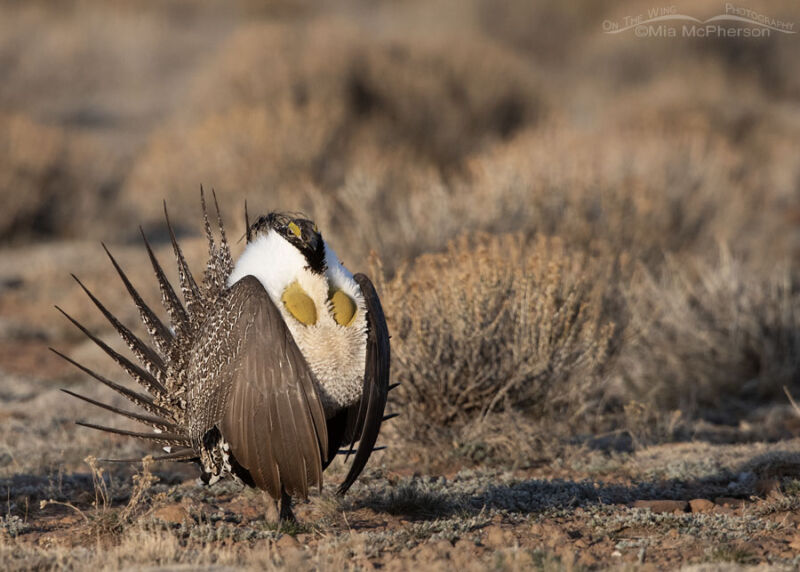 Dawn Light On A Male Greater Sage-Grouse - Mia McPherson's On The Wing ...