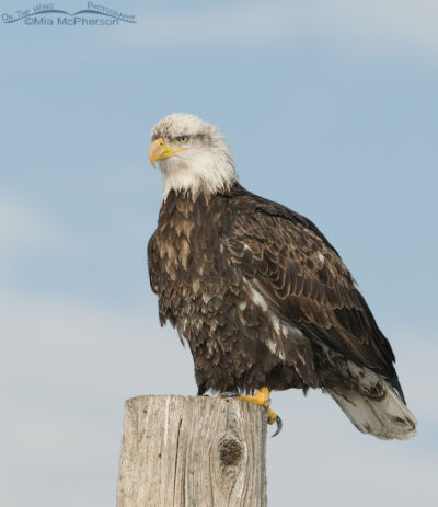 Bald Eagles - Age Progression from one to five years old - Mia ...