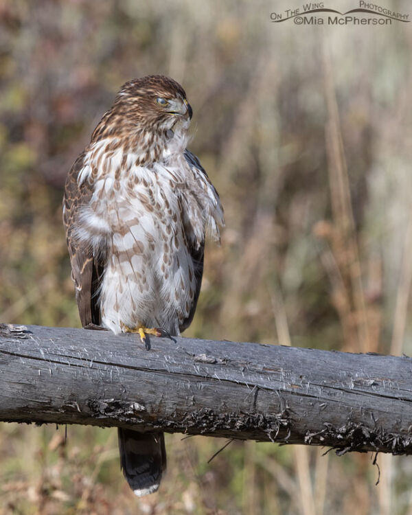 Nictitating membrane of an immature Cooper’s Hawk – Mia McPherson's On ...