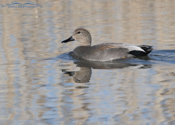 Drake Gadwall At Bear River Migratory Bird Refuge - Mia McPherson's On ...