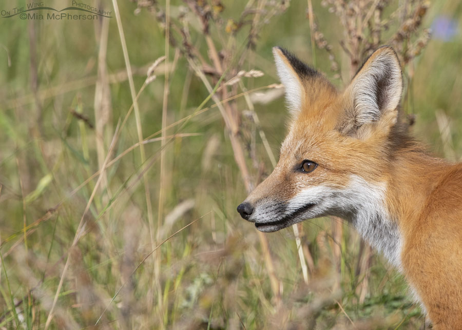 Young Red Fox Close Up Photos - Mia McPherson's On The Wing Photography