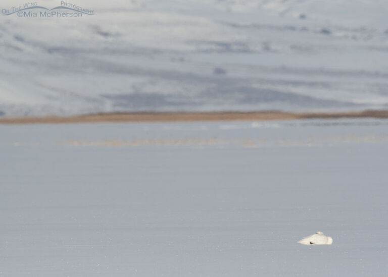 Today Is Utah’s Swan Day For 2024 - Mia McPherson's On The Wing Photography