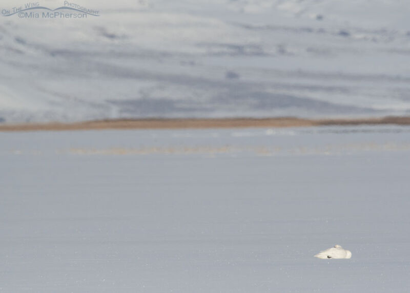 Tundra Swan resting way out on the ice – Mia McPherson's On The Wing ...