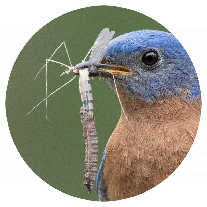 Male Eastern Bluebird with crane fly caught mid metamorphosis close up, Sebastian County, Arkansas