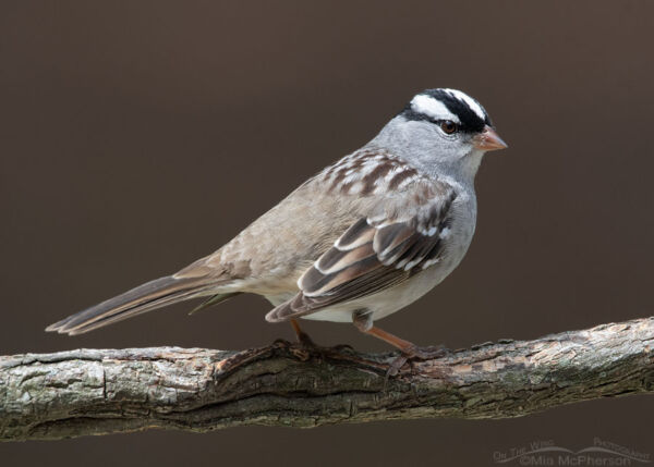 White-crowned Sparrow Photos From Arkansas - Mia McPherson's On The ...