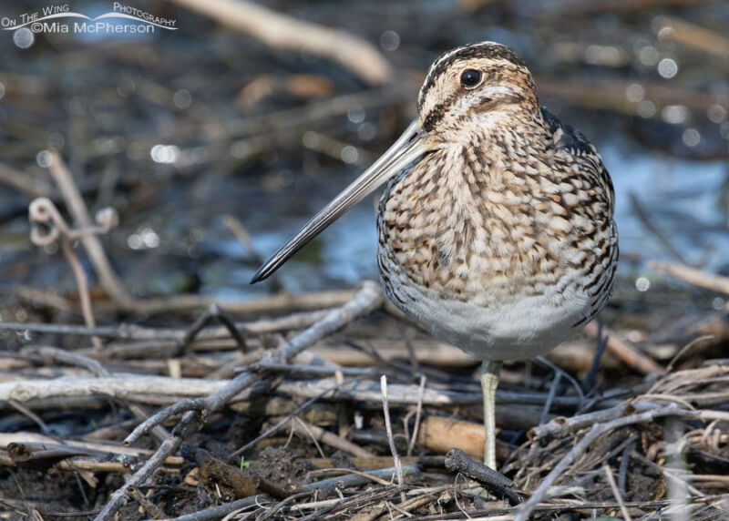 Wilson’s Snipe Photos Plus Two Interesting Facts About These Shorebirds ...