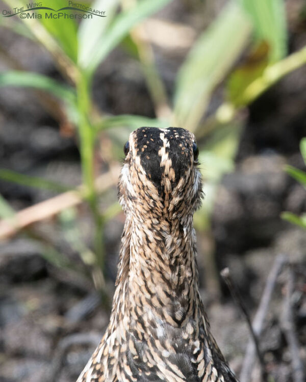 Wilson’s Snipe Photos Plus Two Interesting Facts About These Shorebirds ...