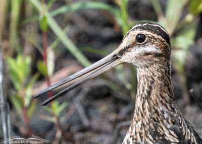 Wilson’s Snipe Photos Plus Two Interesting Facts About These Shorebirds ...