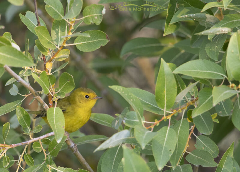 Immature Wilson's Warbler Peeking Out Of Willow Leaves - Mia McPherson ...