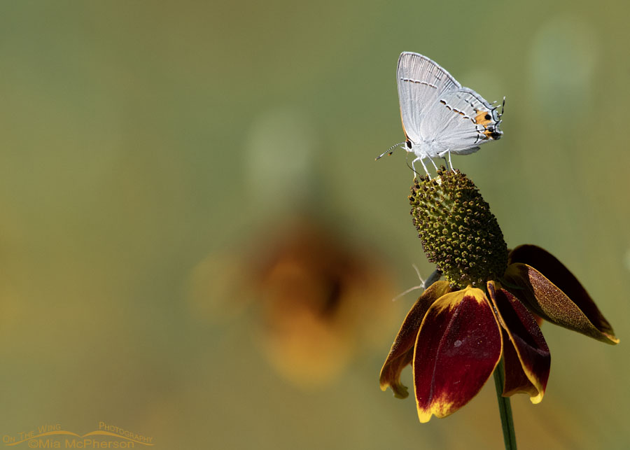 Gray Hairstreak on an Upright Prairie Coneflower, Tishomingo National Wildlife Refuge, Johnston County, Oklahoma