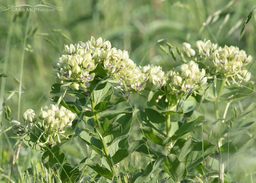 Green Antelopehorns at Tishomingo NWR, Tishomingo National Wildlife Refuge, Oklahoma