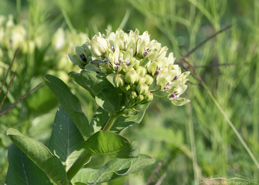 Green Antelopehorns milkweed in bloom, Tishomingo National Wildlife Refuge, Oklahoma