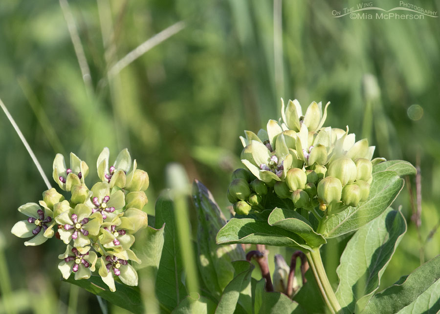 Blooming Green Antelopehorns at Tishomingo NWR, Tishomingo National Wildlife Refuge, Oklahoma