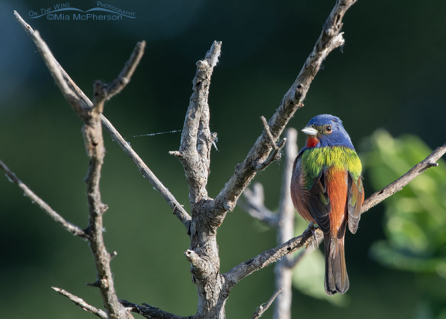 Perched male Painted Bunting at Tishomingo NWR, Tishomingo National Wildlife Refuge, Johnston County, Oklahoma