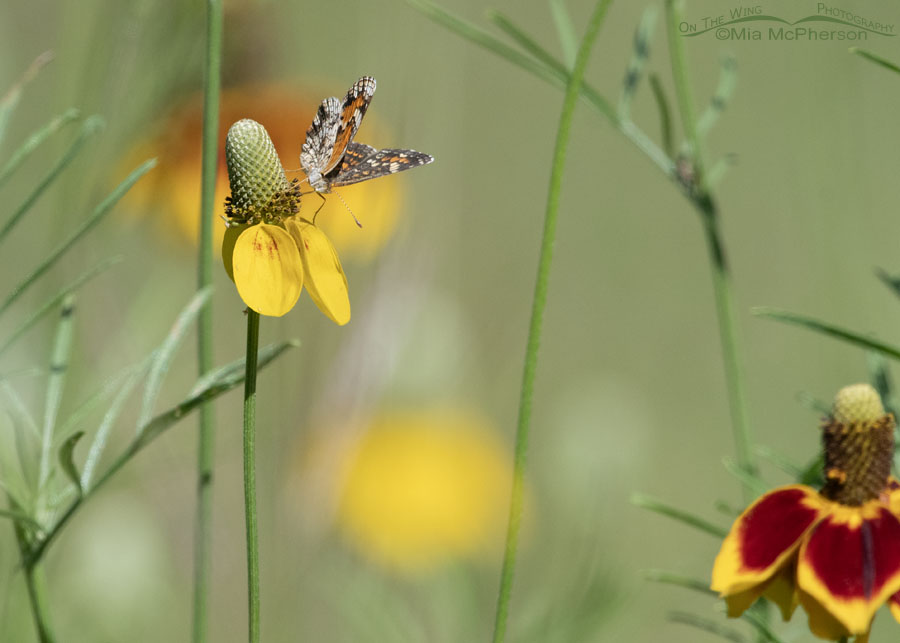 Phaon Crescent butterfly on an Upright Prairie Coneflower, Tishomingo National Wildlife Refuge, Oklahoma