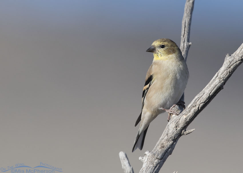 American Goldfinch in nonbreeding plumage, Box Elder County, Utah