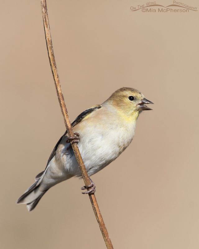 American Goldfinch eating a sunflower seed, Farmington Bay WMA, Davis County, Utah