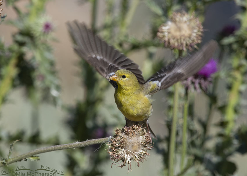 Female American Goldfinch lifting off, Wasatch Mountains, Morgan County, Utah