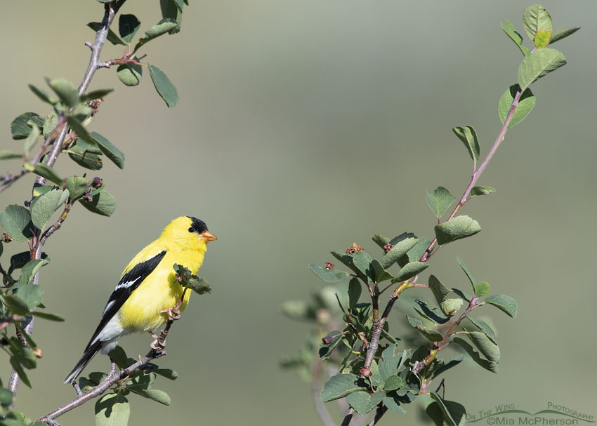 Male American Goldfinch in breeding plumage, Wasatch Mountains, Summit County, Utah